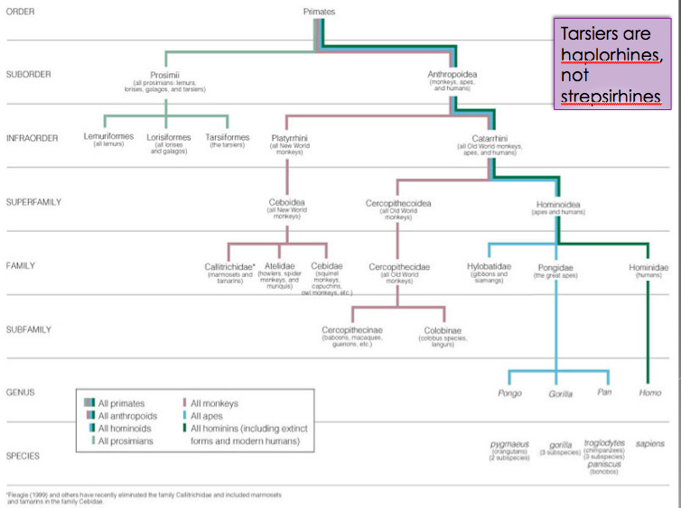 Primate Taxonomy Chart